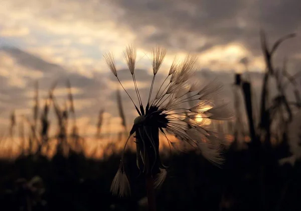 Dente Leone Sul Campo Durante Tramonto — Foto Stock