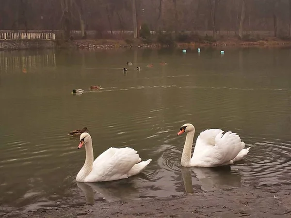 ducks and swans swim in the lake
