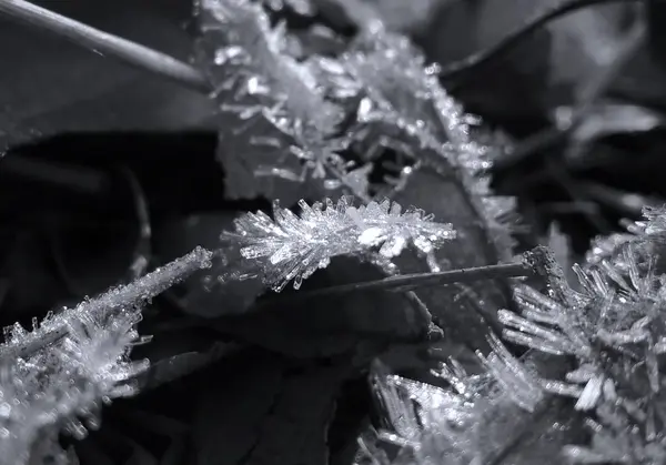 Κλάδοι Πάγου Κατά Χειμερινή Περίοδο — Φωτογραφία Αρχείου