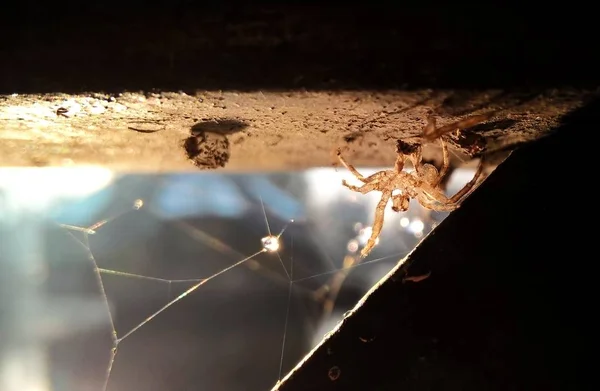 Mañana Rocío Telaraña —  Fotos de Stock