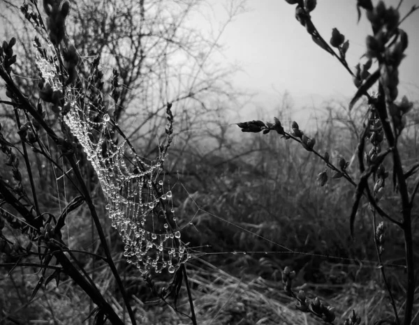 Sabah Dewed Örümcek Ağı — Stok fotoğraf