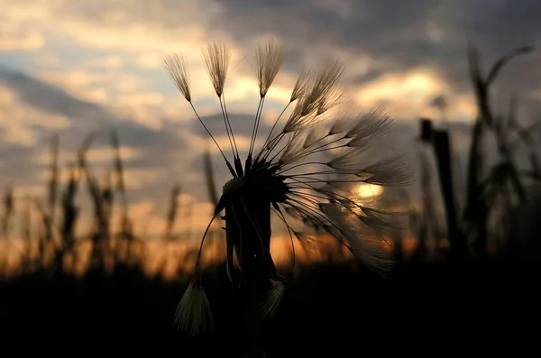 草原の草の中のタンポポ — ストック写真