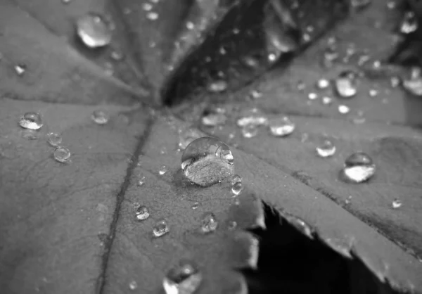 葉に雨の滴 — ストック写真