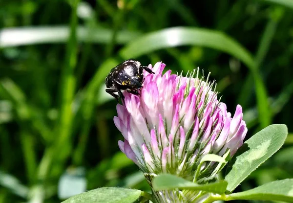 Knospe Auf Der Wildblume — Stockfoto