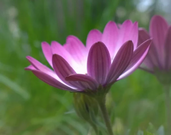 绿色背景的紫色花 — 图库照片
