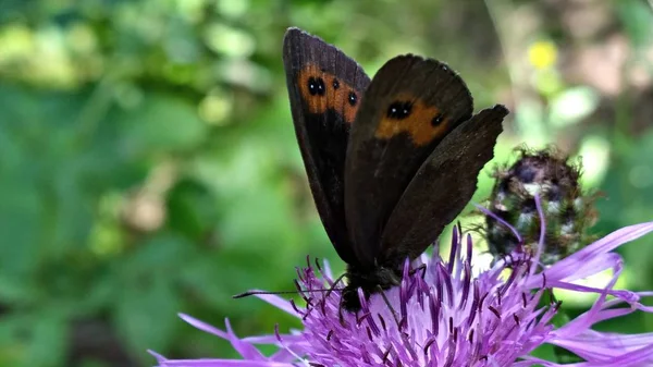 Бабочка Сидит Цветке Поле — стоковое фото