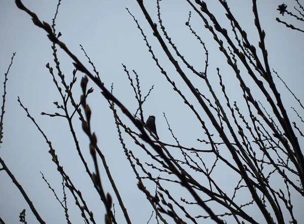 Oiseau Sur Branches Arbres Sur Fond Ciel — Photo