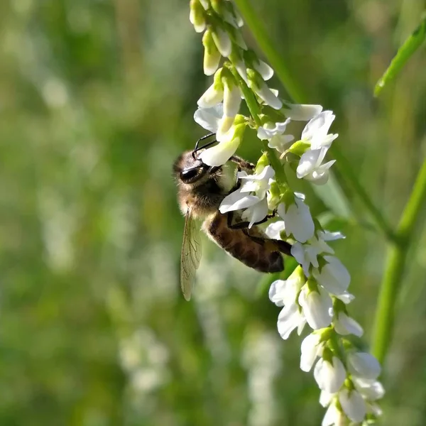 Knospe Auf Der Wildblume — Stockfoto