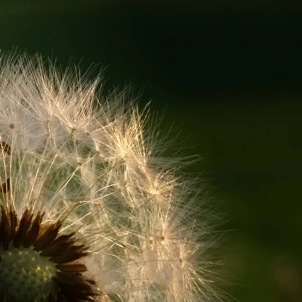 White Dandelion Flower Close — Stock Photo, Image