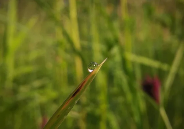 Gotas Rocío Matutino Sobre Hierba —  Fotos de Stock