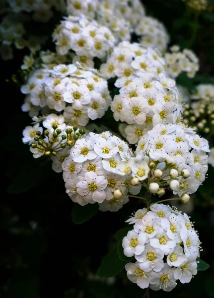 Mooie Zomer Wilde Bloemen — Stockfoto