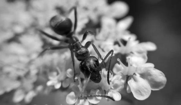 Ant on white flowers close up