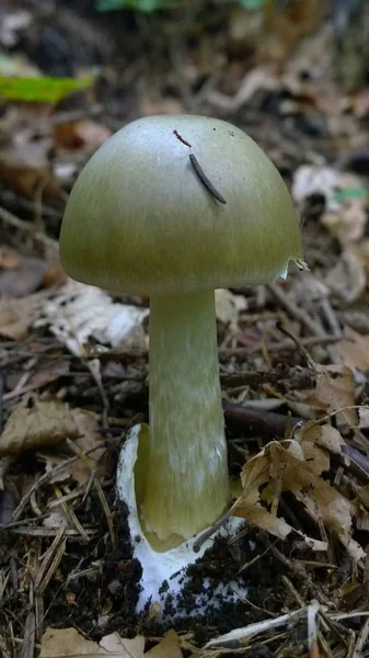 Cogumelo Chão Floresta Selvagem — Fotografia de Stock