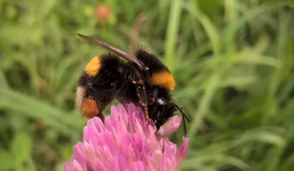 Biene Auf Blume Der Natur Aus Nächster Nähe — Stockfoto