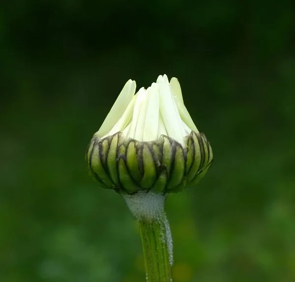 Kwiat Rośliny Zielonym Lesie — Zdjęcie stockowe