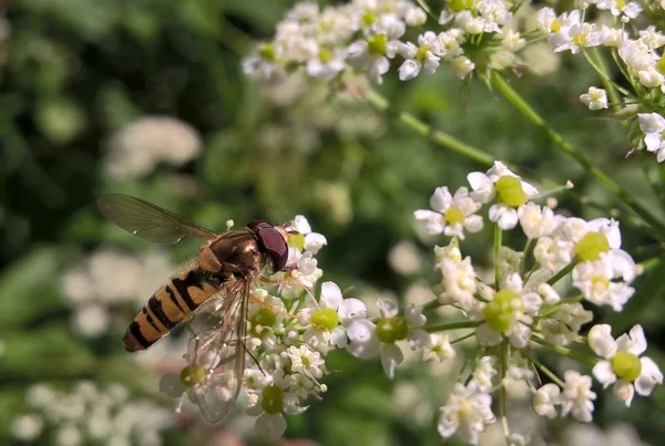 Insekt Freier Natur Aus Nächster Nähe — Stockfoto