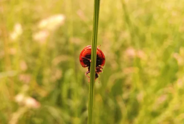 Красное Насекомое Зеленой Траве — стоковое фото