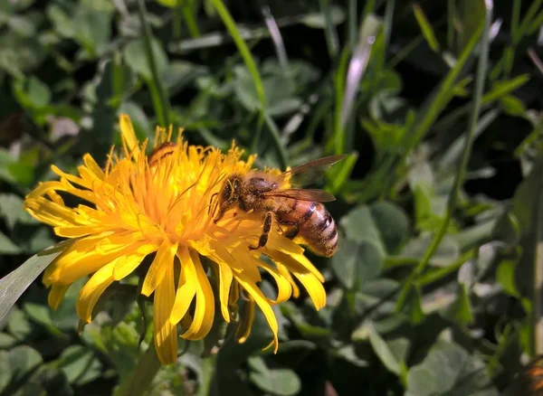 Knospe Auf Der Wildblume — Stockfoto