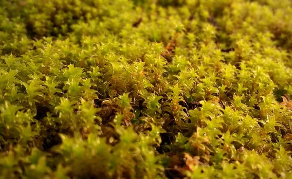 Gele Gras Het Bos Van Dichtbij — Stockfoto