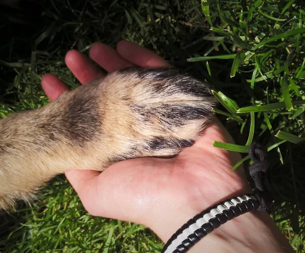 Menselijke Hand Die Hondenbeen Vasthoudt — Stockfoto