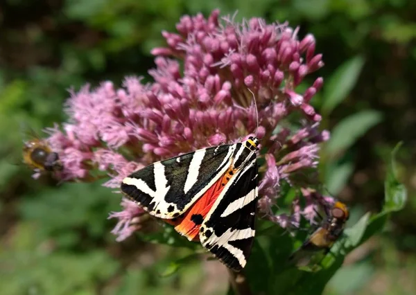 Papillon Est Assis Sur Une Fleur Dans Champ — Photo