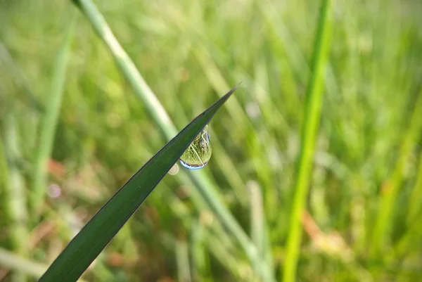 Gotas Rocío Matutino Sobre Hierba —  Fotos de Stock