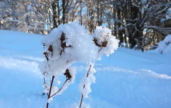 冬の間は氷の雪がクローズアップされます スロバキア — ストック写真