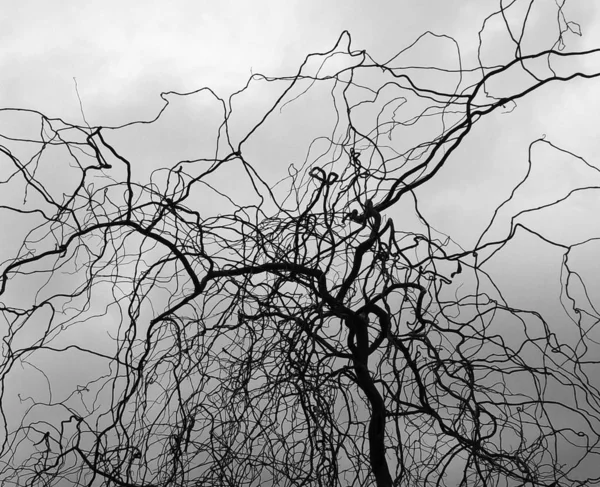 Ξηρό Δέντρο Στο Φόντο Του Ουρανού — Φωτογραφία Αρχείου