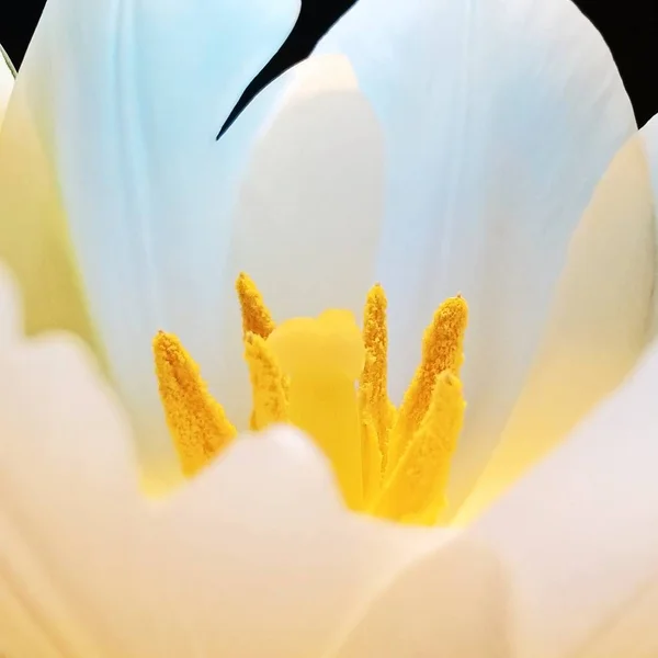 Güzel Beyaz Çiçek Yaklaş — Stok fotoğraf