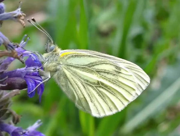 Schmetterling Sitzt Auf Einer Blume Einem Feld — Stockfoto