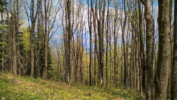 昼間の美しい山の森 — ストック写真