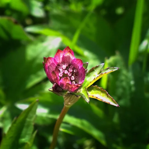 Flor Selvagem Natureza — Fotografia de Stock