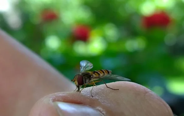 Fliege Auf Menschliche Hand Aus Nächster Nähe — Stockfoto