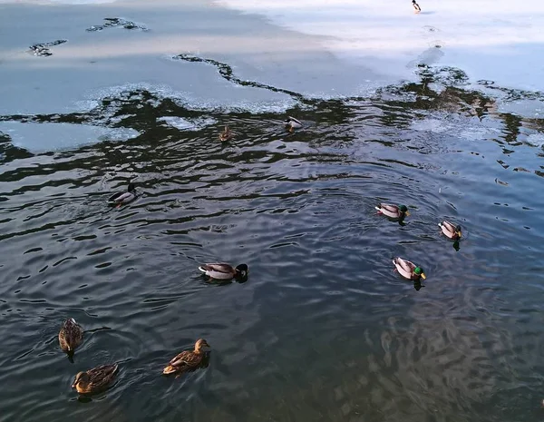 Patos Nadando Lago Inverno — Fotografia de Stock