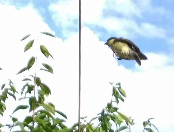 Fåglar Som Flyger Över Gröna Blad — Stockfoto