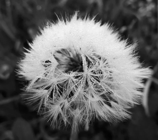 Dandelion Grass Meadow — Stock Photo, Image