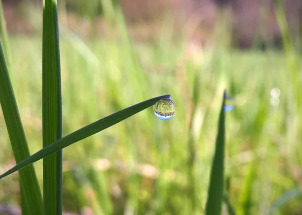 Gotas Rocío Matutino Sobre Hierba —  Fotos de Stock