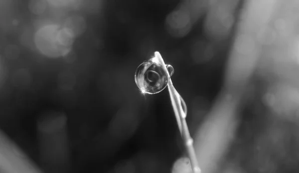 草の上の朝露の小滴 — ストック写真