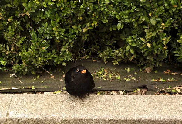 Yeşil Bahçede Siyah Kuş — Stok fotoğraf