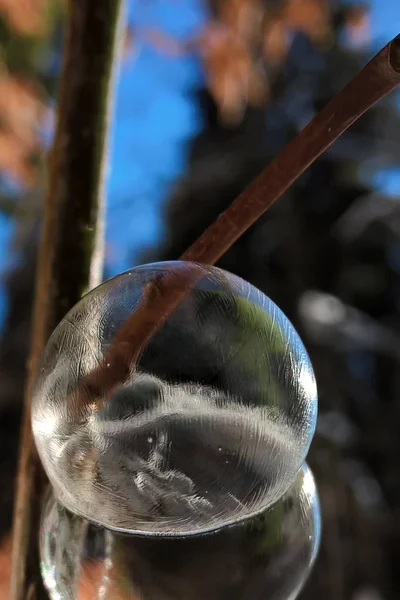 Білі Бульбашки Осінньому Дереві — стокове фото