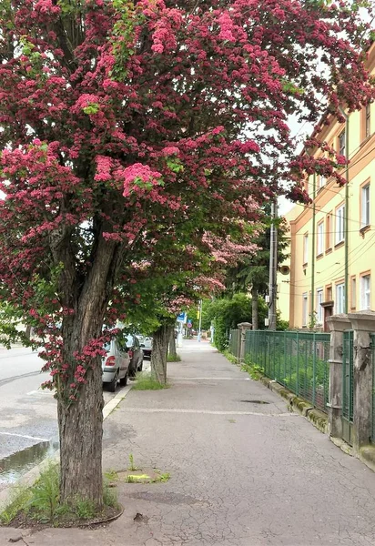 Rode Bomen Straat Stad — Stockfoto