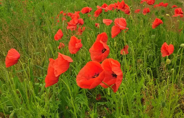 Coquelicots Rouges Dans Jardin Vert — Photo