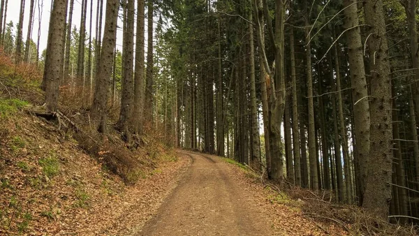 Schöner Bergwald Tag — Stockfoto