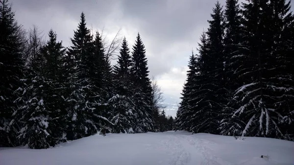 Nature Montagnes Forêts Couvertes Neige Hiver Slovaquie — Photo