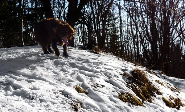 Σκύλος Στο Χιονισμένο Δάσος Του Χειμώνα — Φωτογραφία Αρχείου