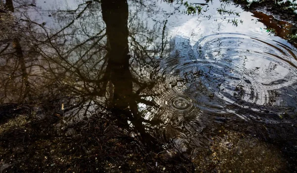 Силуэт Дерева Воде Волнами — стоковое фото