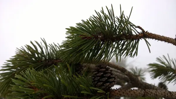 Pine Tree Branches Close — Stock Photo, Image