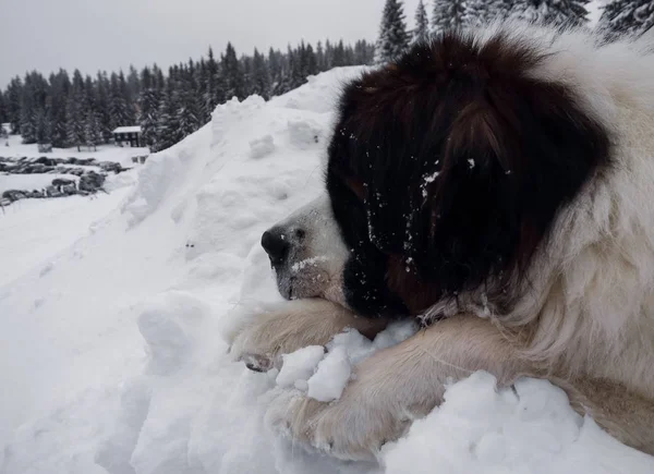 Chien Couché Sur Neige Hiver — Photo