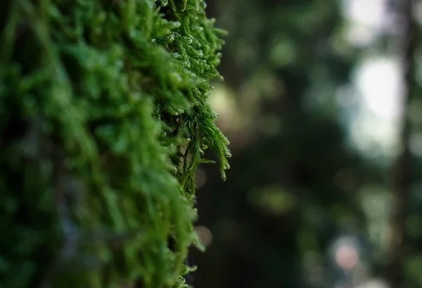 Arbre Vert Dans Forêt Gros Plan — Photo