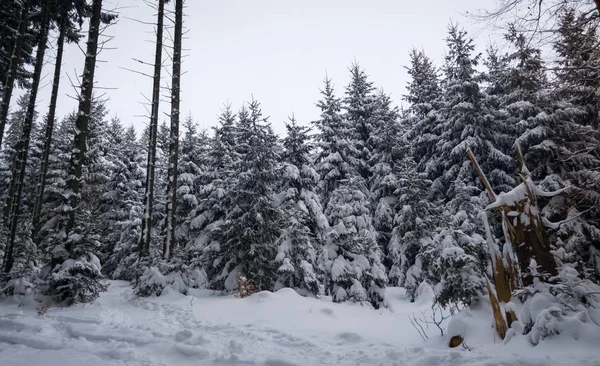 Naturaleza Montañas Bosques Cubiertos Nieve Durante Invierno Países Bajos —  Fotos de Stock
